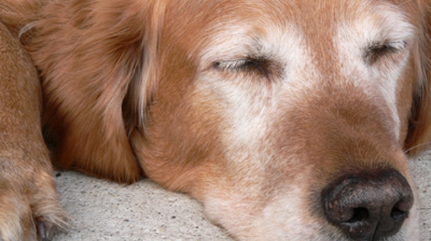 dresser son vieux chien