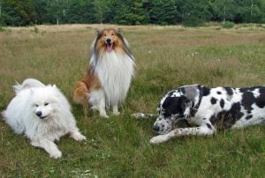 Cours collectif d'éducation canine à Bordeaux