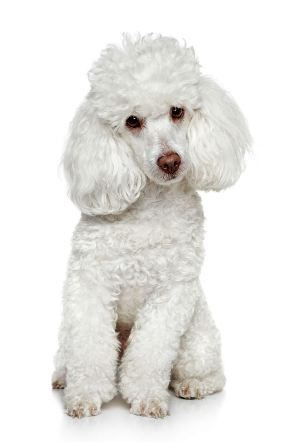 Caniche