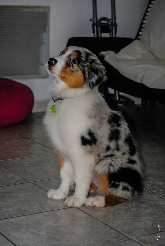 Chiot Berger Australien