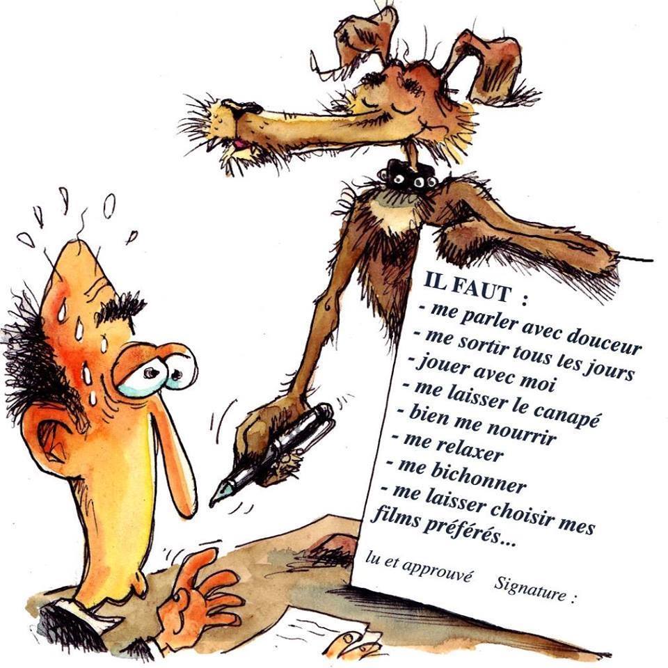 contrat adoption chien