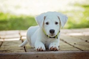 éducation du chiot à Bordeaux