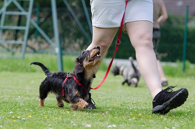 dressage chien pessac