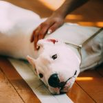 chiot dogue argentin avec oreilles coupées