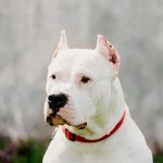 mâle dogue argentin blanc