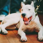 chiot dogue argentin qui baille