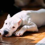 jolie chien dogue argentin
