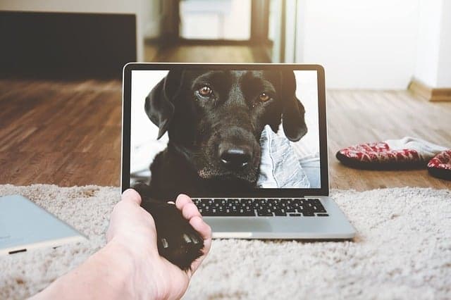 Surveiller son chien avec une caméra : quel modèle choisir en [current_date  format=Y] ?