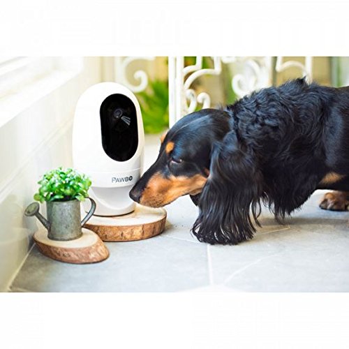 Morin - La caméra de surveillance chien et chat, une bonne idée