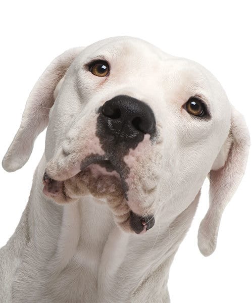 Tête d'un dogue argentin femelle