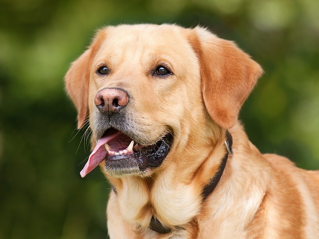 dressage de chien prix