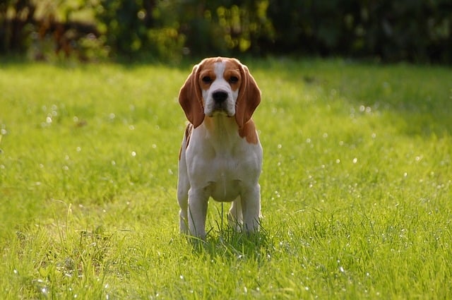 Le Beagle Prix Caractere Alimentation Et Education