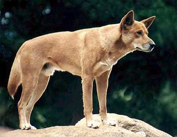 Canis familiaris dingo