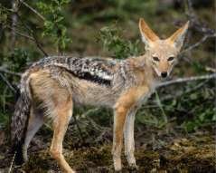 Chacal dore Canis aureus
