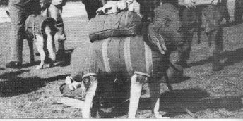 Chien parachute 2eme guerre mondiale