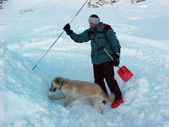Chien avalanche