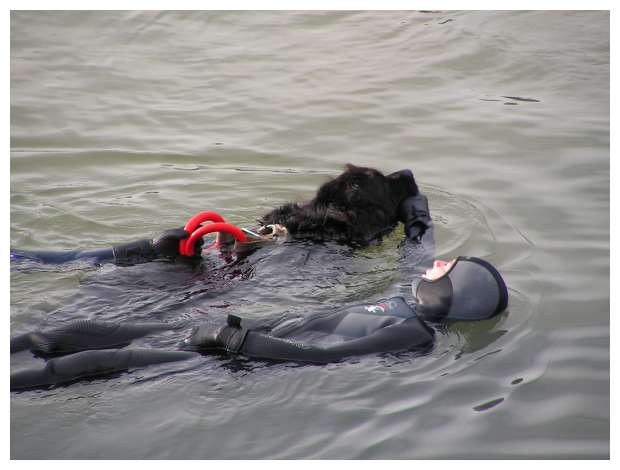 Chien de sauvetage en mer