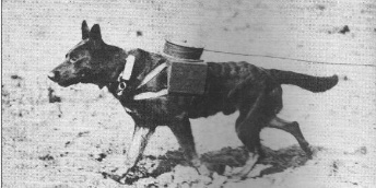 Chien telegraphe 1ere guerre mondiale