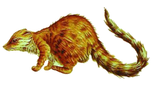 Cynodictis