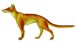 Hesperocyon
