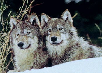 Loups Canis lupus 2