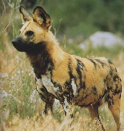 Lycaon pictus