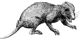 Megazostrodon