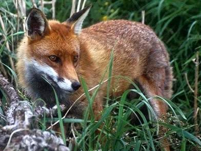 Renard roux Vulpes vulpes