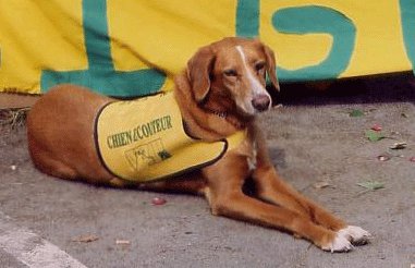 chien ecouteur france