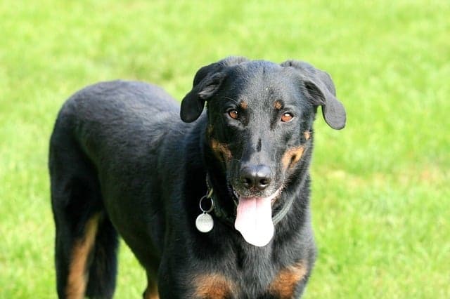Le Beauceron Prix Caractere Alimentation Et Education