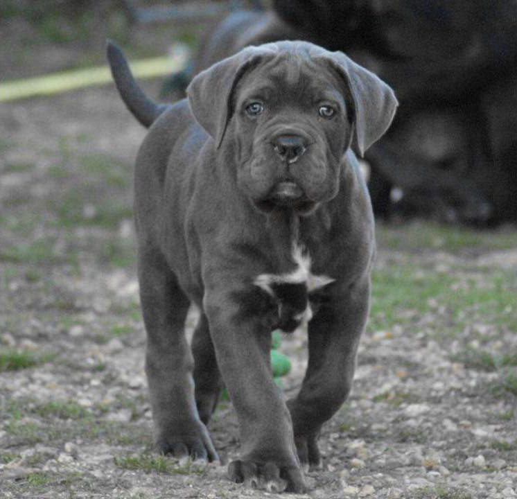 Le Cane corso gris ou bleu, la différence ? Rémi Guérin