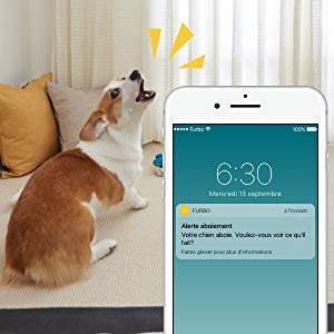 ▷ Furbo : Notre avis sur la caméra interactive pour chats et chiens