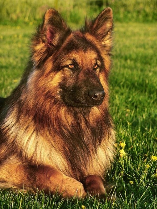 Le chiot Berger Allemand à poils longs prix, caractère, alimentation et éducation Le chiot Berger Allemand à poils longs prix, caractère, alimentation et éducation