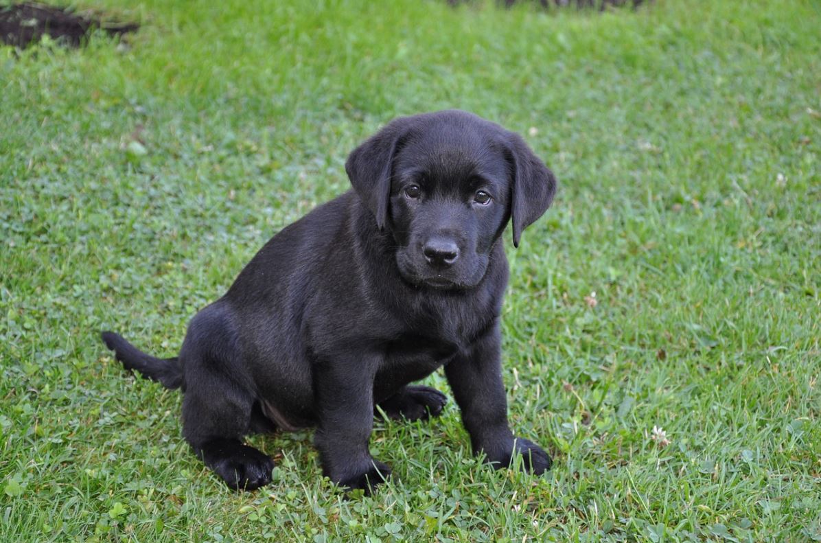 chiot labrador noir