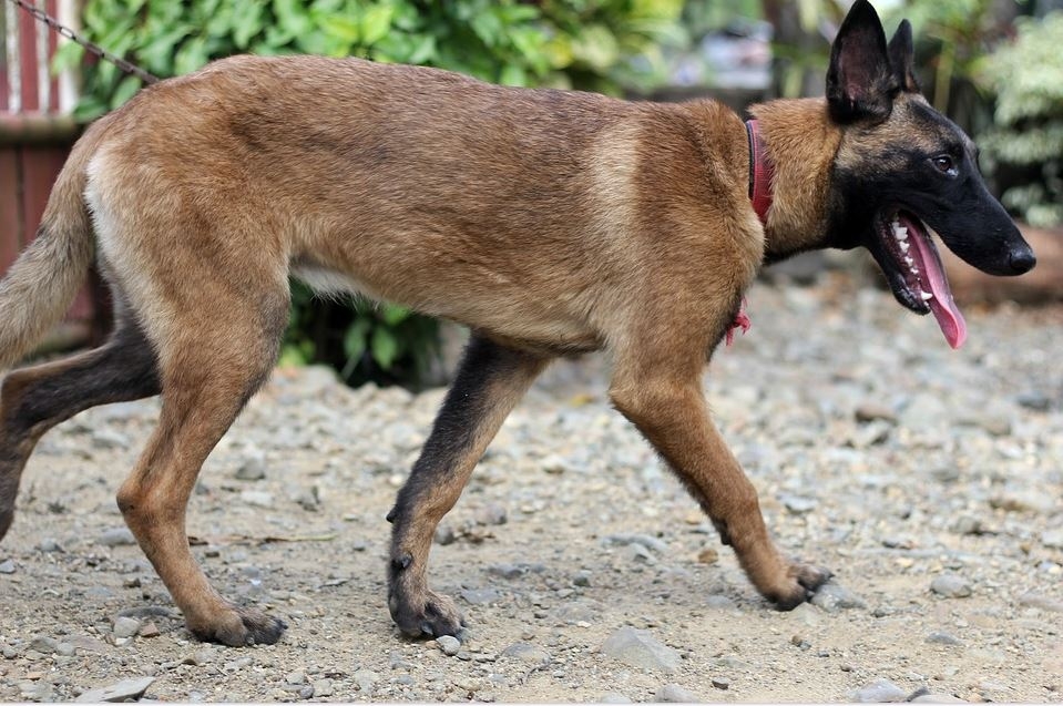 Tous les secrets pour adopter le bon chiot Malinois