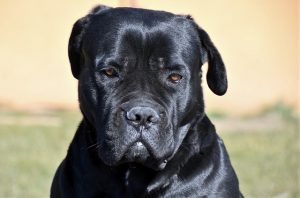 dressage chien pessac