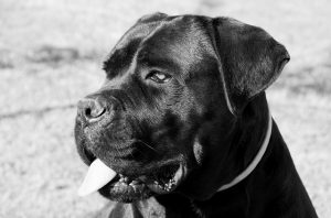 dressage chien pessac