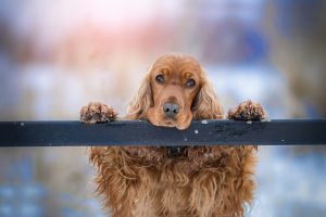 dressage chien pessac