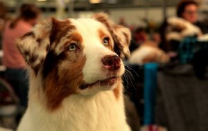 dressage chien pessac