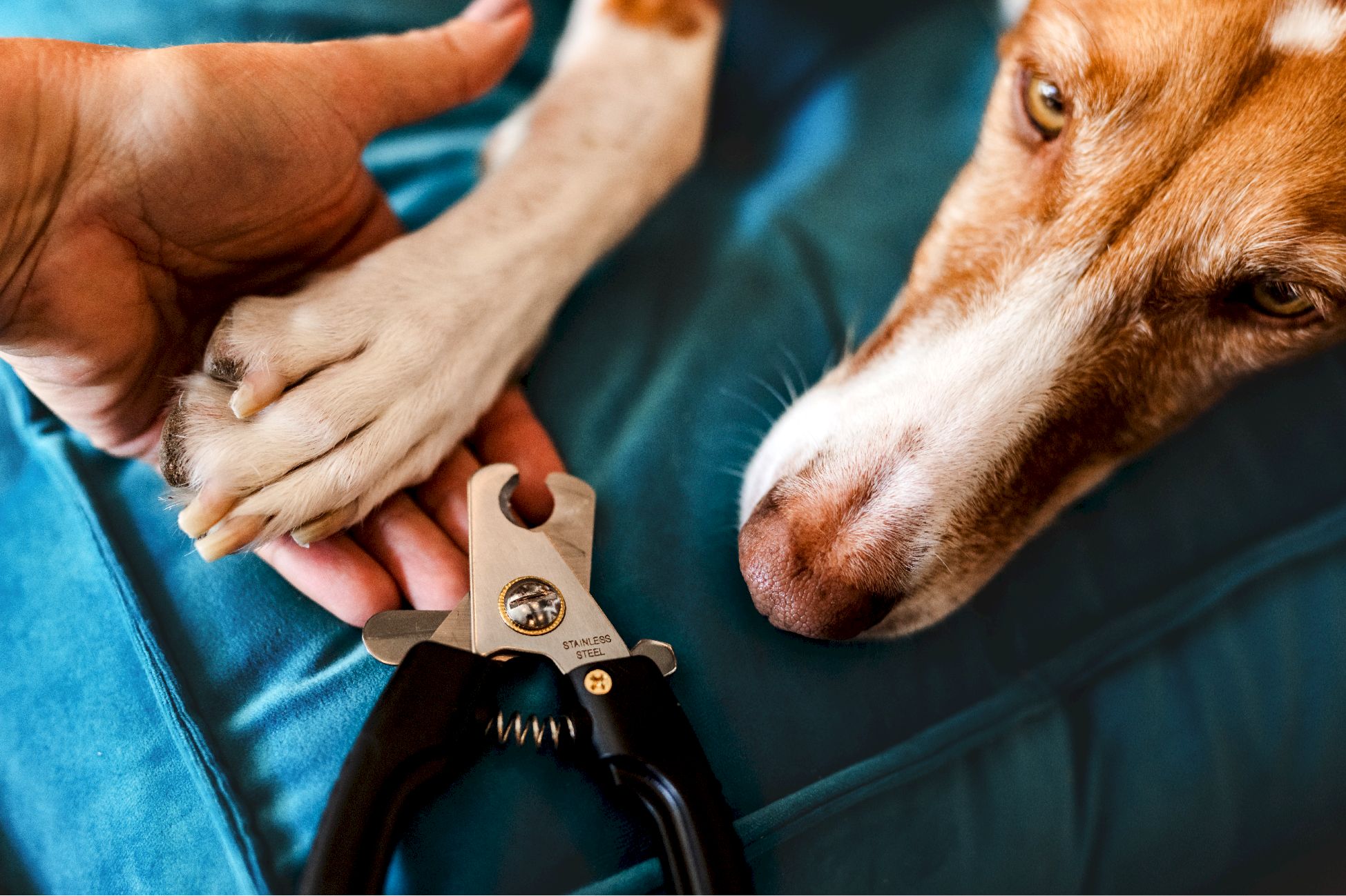 guide-pratique-pour-couper-les-griffes-de-votre-chien-en-toute-s-curit
