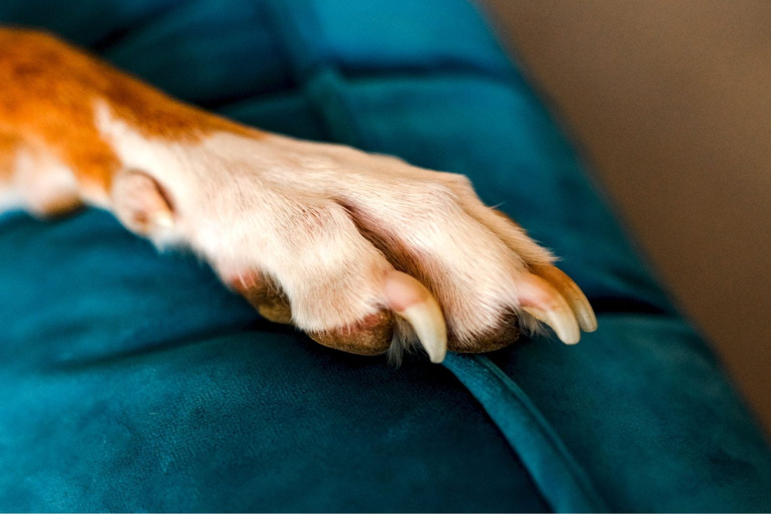 Guide pratique pour couper les griffes de votre chien en toute sécurité