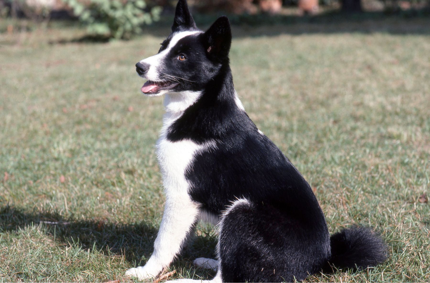 Découvrez le fascinant Carélien, le chien d