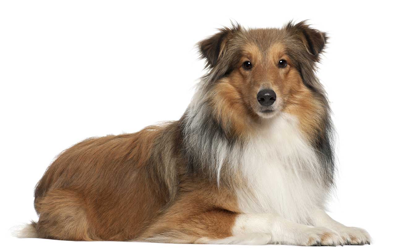 Race De Chien Shetland Caractere Education Histoire Prix