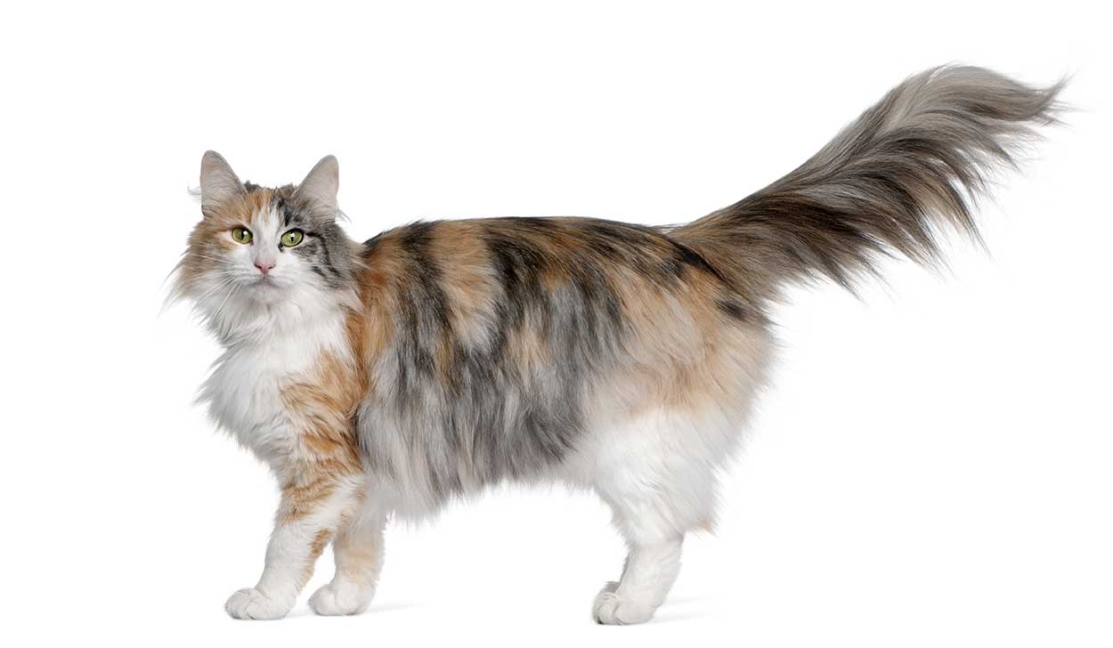 La Race De Chat Norvegien Caractere Histoire Sante Prix La Race De Chat Norvegien Caractere Histoire Sante Prix