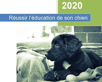 Découvrez Le Top Des Meilleures Croquettes Pour Chien