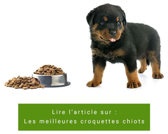 Comparatif des meilleures croquettes pour chiots