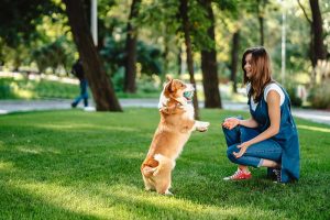 cours d'éducation canine à Bordeaux
