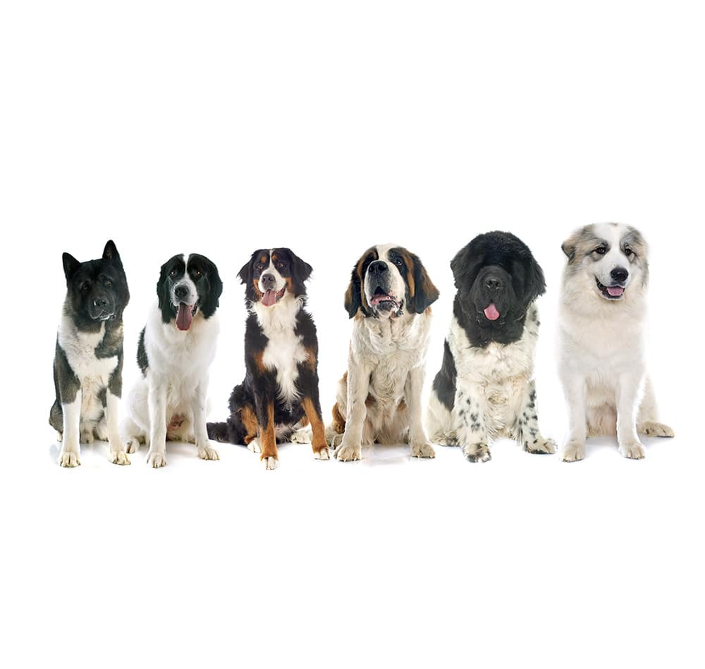 Les plus gros chiens découvrez les races imposantes qui vous étonneront