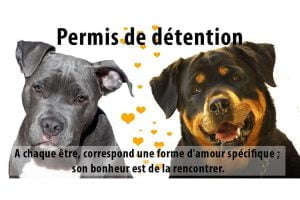 Attestation de détention de chien catégorisé permis chien à Bordeaux