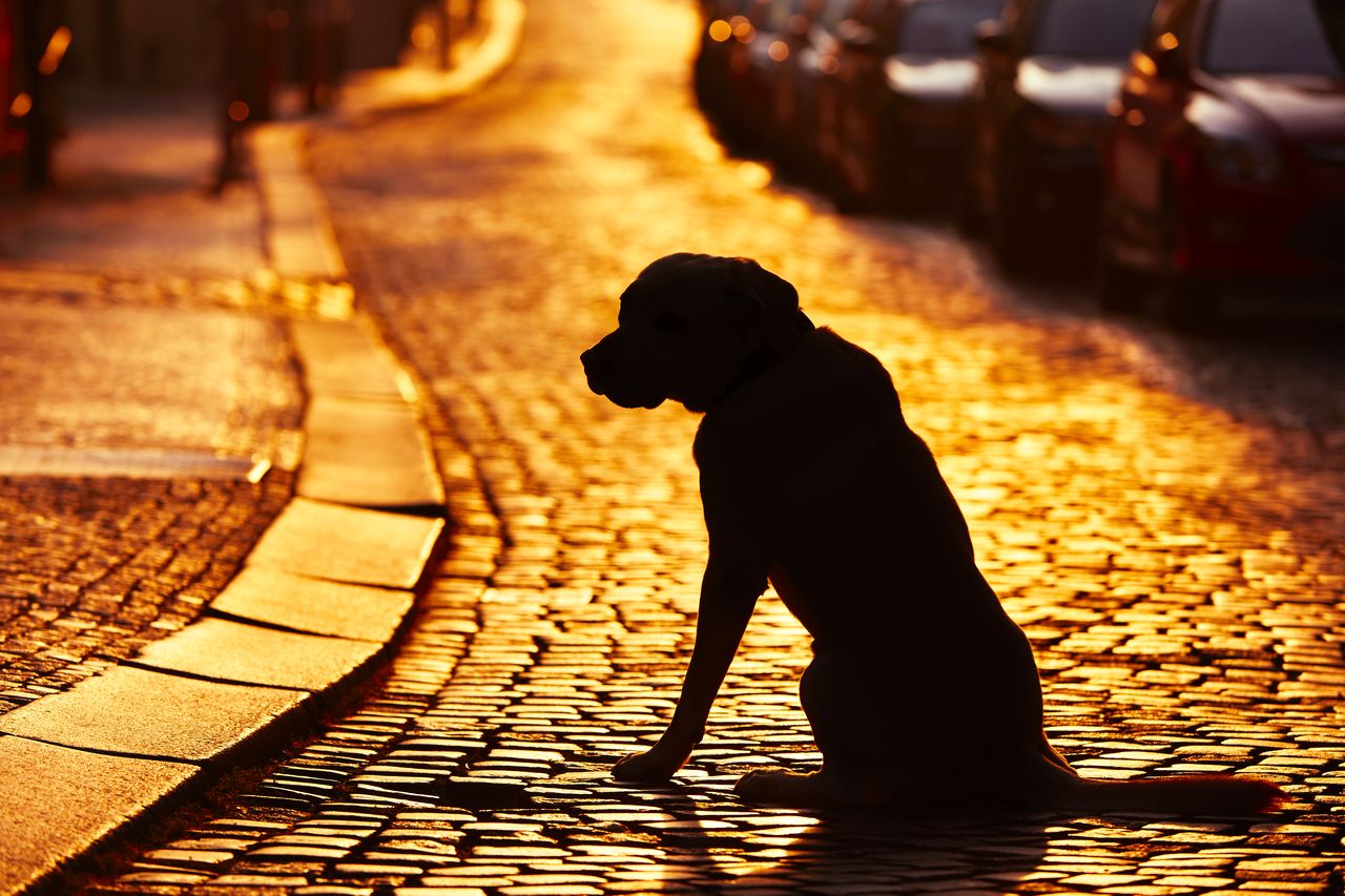 Guide pratique pour retrouver votre chien perdu rapidement